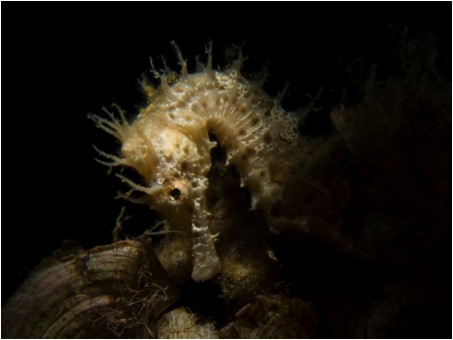 immersioni Picchi di Pablo isola d'elba incontri nelle immersioni Biodivers