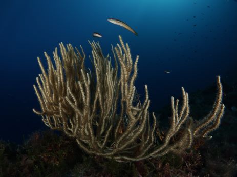 gorgonia bianca